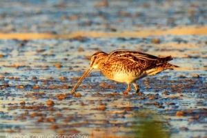 Agachadiza común, Gallinago gallinago,  Common snipe.